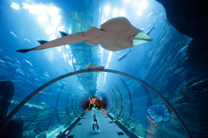 Aquarium and underwater Zoo in the Dubai Mall, Dubai, United Arab Emirates
